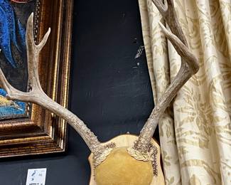 Mule deer cap mount number one