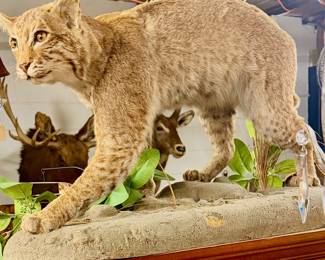 Vintage Full Body Bobcat Mount