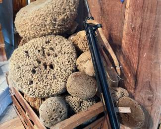 sponges and spear gun