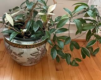 Hoya Carnosa 'Krimson Queen' in Decorative Planter