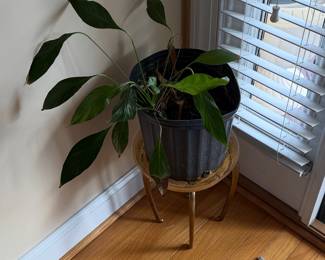 Peace Lily (Spathiphyllum)