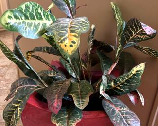 Pair of terra cotta pots with silk crotons