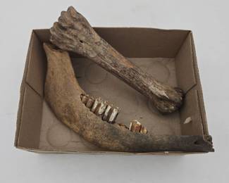 Bone & Partial Mandible Lot 107
