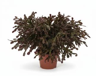 Thanksgiving Cactus Schlumbergera truncata