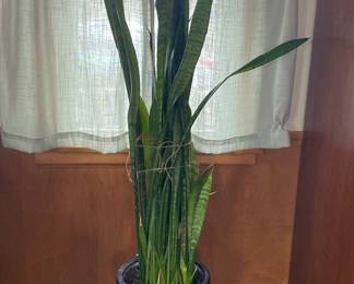  Lg. snake plant in colorful ceramic pot 