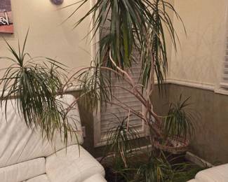 Tropical plant for sale