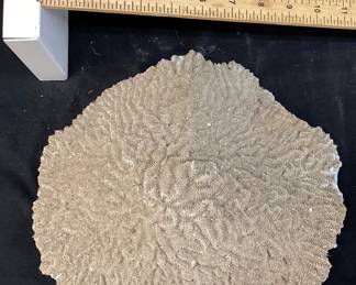  LARGE NATURAL BRAIN CORAL FOSSIL, 11in L NO SHIPPING PICKUP ONLY