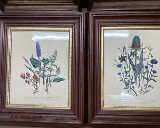 4 FRAMED BOTANICAL PRINTS 13x16