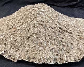  LARGE NATURAL BRAIN CORAL FOSSIL, 11in L NO SHIPPING PICKUP ONLY
