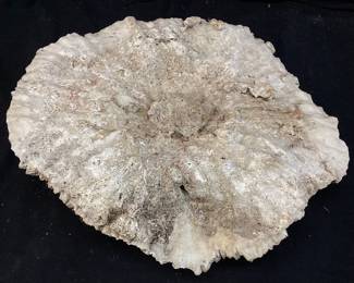  LARGE NATURAL BRAIN CORAL FOSSIL, 11in L NO SHIPPING PICKUP ONLY
