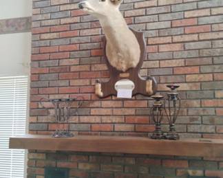 Beautiful deer mount