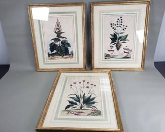 Bundle of three vintage hand-colored 17th c.