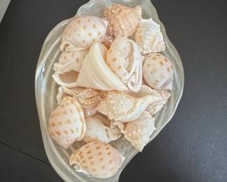 Assorted Seashells in Decorative Glass Dish