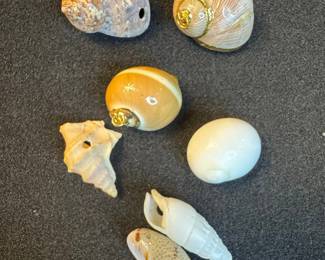 Assorted Decorative Seashells with Gold-Tone Findings