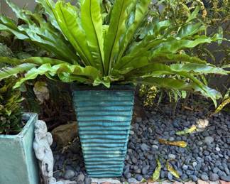 Includes XL rare birds nest fern 