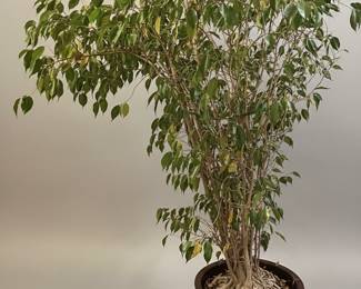 Ficus benjamina (Weeping Fig)