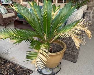 Sago Palm (Cycas revoluta) in Pot