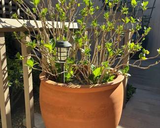 JB208Large Clay Pot With Plant