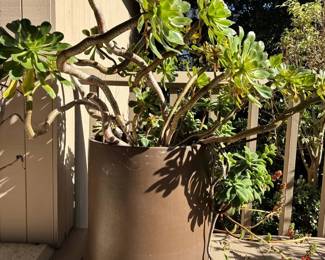 JB207 Large Pot And Succulents