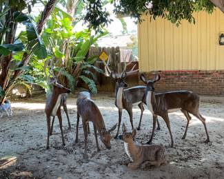 A family of deer 