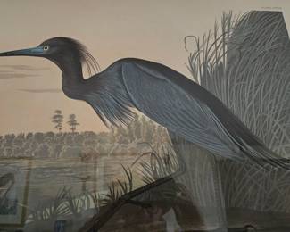 One of 6 magnificent Audobon prints