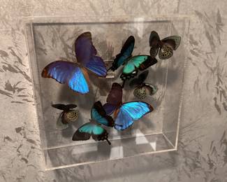 Butterfly shadow box