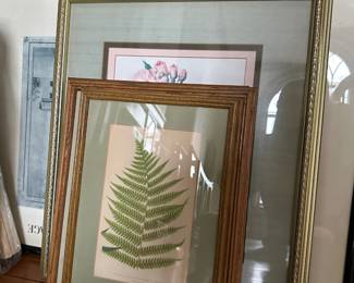 botanical prints, framed