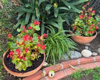 Potted Plants: Wax Begonia