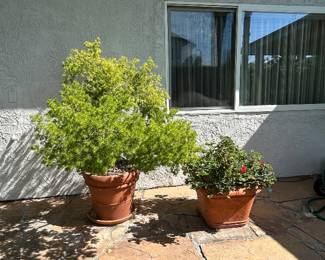 Potted Plants: Asparagus Fern and Geranium