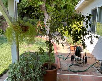 Potted Plants: Weeping Fig and Haworth Aeonium