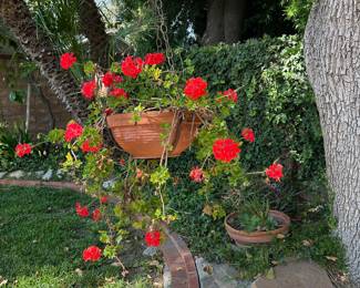 Potted Plants: Ivy Geranium