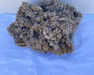 Natural Brain Coral Fossil 