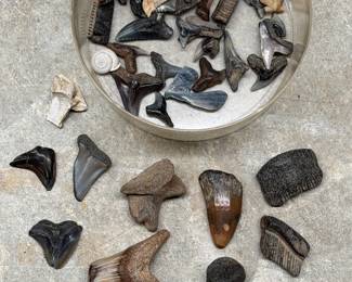 FOSSIL SHARK TEETH & MARINE FOSSILS