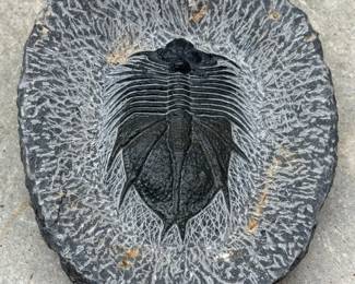 TRILOBITE FOSSIL SPECIMEN IN NATURAL MATRIS