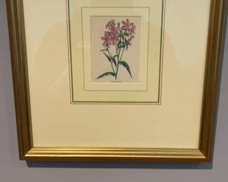 Vintage Framed Botanical Floral Print Phlox Pilosa