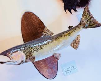 chinook king salmon taxidermy