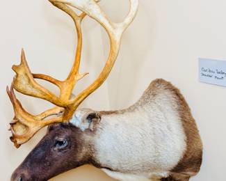 (2 of 2) Caribou Taxidermy Shoulder Mount