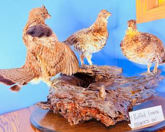 3 ruffed grouse taxidermy mount