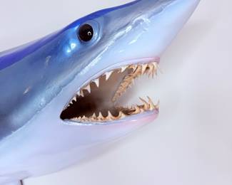 Mako Shark Taxidermy 69” Long