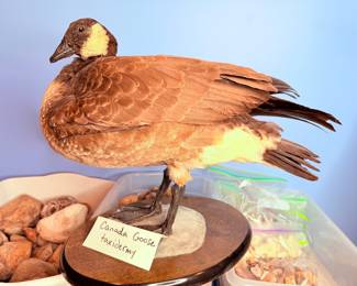 Canadian Goose Taxidermy