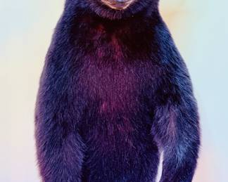 Half Black Bear Taxidermy Mount
