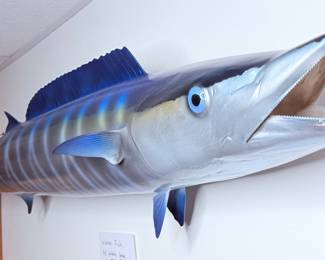 Wahoo Taxidermy