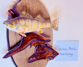 Yellow Perch Taxidermy