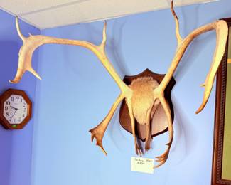 Caribou Mounted Antlers