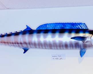 Wahoo Fish Taxidermy