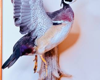 Drake - Wood Duck Taxidermy