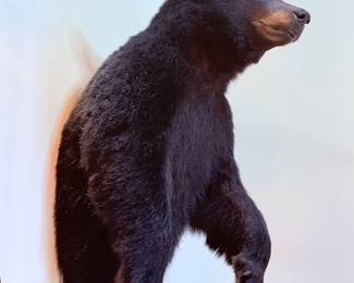 Half Black Bear Taxidermy Mount