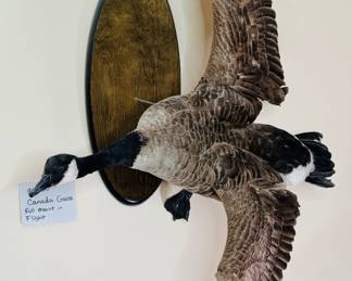 Canada Goose in Full Flight