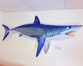 Mako Shark Taxidermy 69” Long