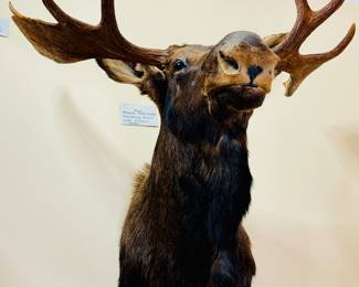 Taxidermy moose shoulder mount